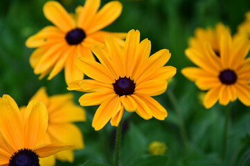ルドベキアの花壇