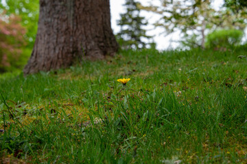 A large trunk of a tree at the top of a small grassy hill. The large oak tree is surrounded by vibrant green grass. There's a small yellow dandelion flower or weed in front of the tree trunk.