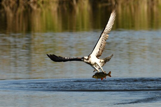 Eurasian osprey (Pandion haliaetus haliaetus) flying off after catching a Roach (Rutilus rutilus) at Haselbach Ponds, Germany