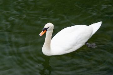 A close-up of a beautiful, elegant, white cygnet swan swimming in deep blue water.  The swan's neck is straight and it is looking forward. It has a large orange beak with black close to the eyes.