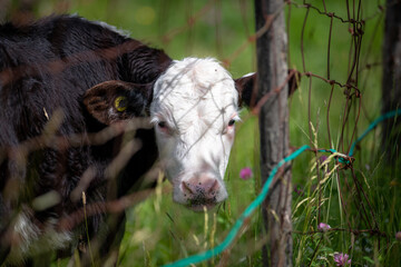 A cute bull stands in a green grassy field with daisy flowers surrounding the cow's head. There's a wire box fence in front of the farm animal. The cow has a white face with a brown body and ears. 
