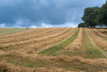 Fields after the harvest  in the countryside

