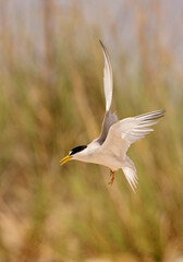 Least Terns with babies feeding their family and flying around at the Outer Banks in North Carolina