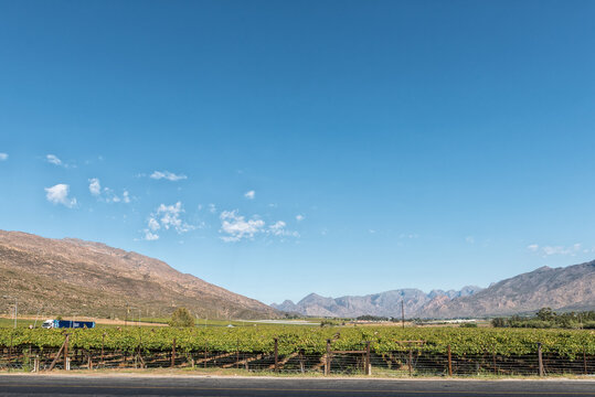 Landscape, with vinyards, in De Doorns