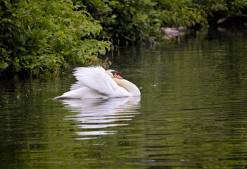 Mute adult swan swimming in Lake Junaluska, North Carolina protecting his family from another swan