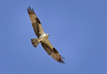 Osprey in flight with a fish in his talons