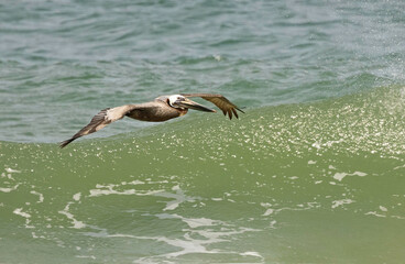 Brown Pelican flying over the Atlantic Ocean at the Outer Banks in North Carolina 