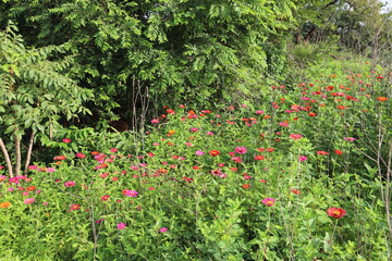 field of flowers