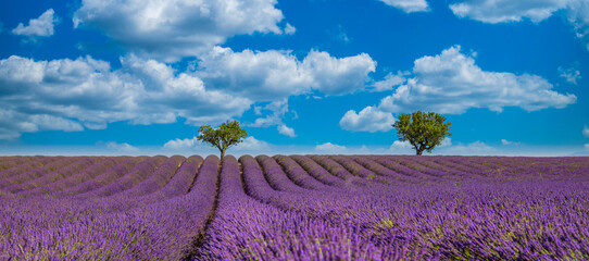 Nature landscape view. Wonderful scenery, amazing summer landscape of blooming lavender flowers,...