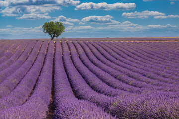 Naklejka na ściany i meble Nature landscape view. Wonderful scenery, amazing summer landscape of blooming lavender flowers, peaceful sunny scenic, agriculture. Beautiful nature inspiration background. France Provence, Valensole