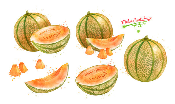 Watercolor Illustration Set Of Melon Cantaloupe