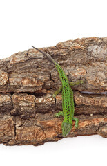 Green beautiful lizard on the bark.