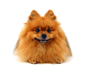 Obraz premium One brown little dog.