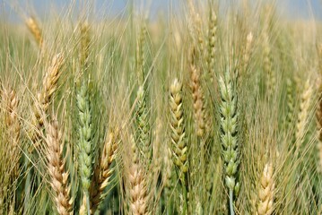 Wheat growing field 
