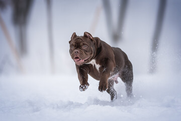 A powerful American Bully chocolate puppy running through deep snowdrifts against the backdrop of a...