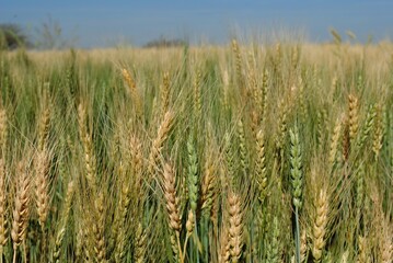Wheat growing field 