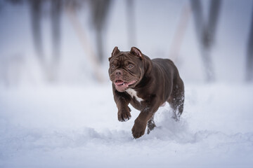 A powerful American Bully chocolate puppy running through deep snowdrifts against the backdrop of a frosty winter landscape