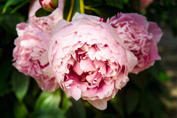 Pale Pink Peony flowers begin to open in a garden; large pink peony bud with delicate pastel pink petals blooms
