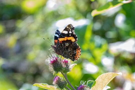 Red Admiral (Vanessa atalanta) butterfly pictured on thistle flower in sunlight