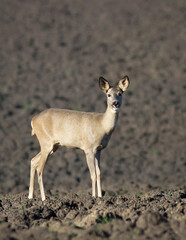 Roe deer looking at photographer.