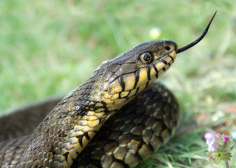 Non venomous grass snake portrait.