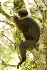Montane Purple-faced Langur (Semnopithecus vetulus monticola) resting on a tree at the foot Hakgala Mountain in central Sri Lanka