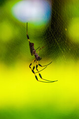 Banana Spider #2