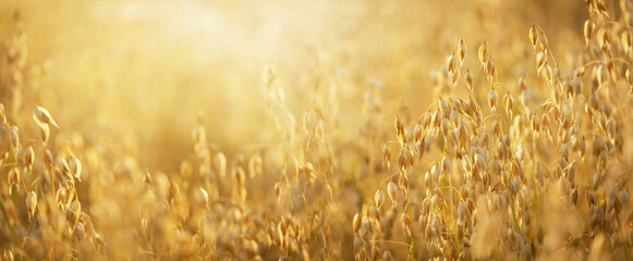 Field of oats. Ripening ears of oats in a field. Crops field. Harvesting period. Sunset or sunrise...