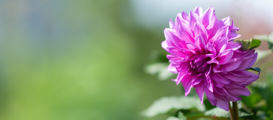 Summer flowers. Pink dahlia flower in a garden