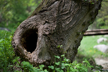 Big hole in a huge tree trunk Sopot, Bulgaria