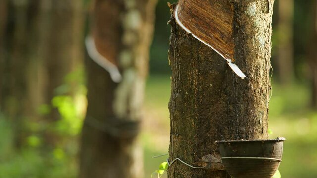 Close up tapping latex rubber tree, Rubber Latex extracted from rubber tree