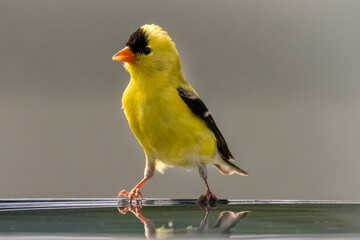 Yellow finch