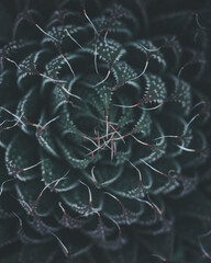 Plants and flowers are beautiful