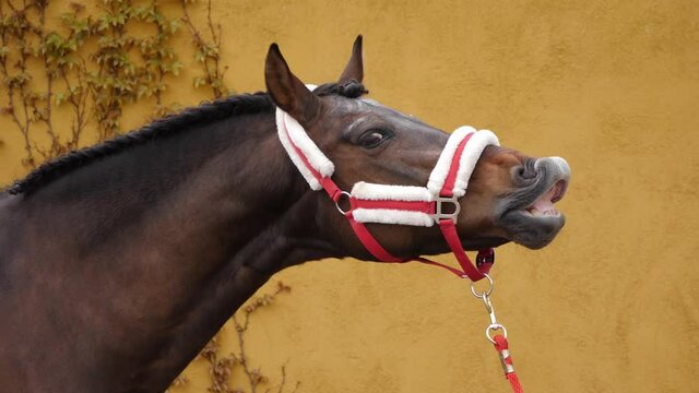 Male horse doing the flehmen response behaviour, and yellow wall in the background.