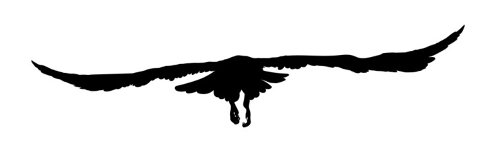 Black silhouette birds isolated on white background. Falcon, hawk, eagle or orel. A large predator soar in the air. Graphic simple element for design. Vector illustration.