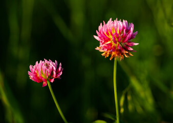 red clover flower in the field