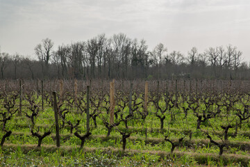 Fototapeta na wymiar Vineyard in autumn in France