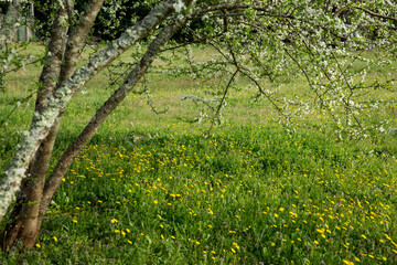 Fototapeta na wymiar Spring blossoming in a tree