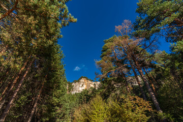Pine tree forest, cliffs and blue sky for text