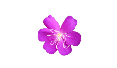 Top view, beautiful single violet colour flower  blossom bloom isolated on white background for stock photo or design, flora summer, garden plants
