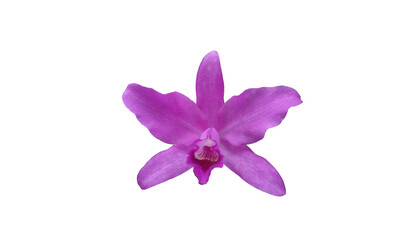 Close up of violet pink color orchid (phalaenopsis) flower bloom isolated on white background for stock photo or design, outdoor summer plants
