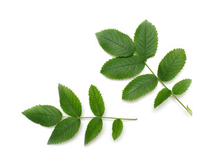 Naklejka na ściany i meble rosehip green leaves