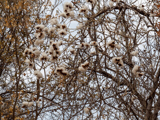 bird on tree