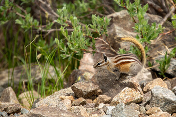 Chipmunk on the ground at Gray's Peak, Colorado.