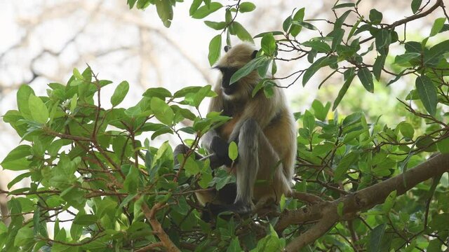 full shot of Gray or Hanuman langurs or indian langur or monkey on tree eating leaves or leaf at ranthambore national park or tiger reserve rajasthan india - Semnopithecus