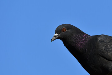 Rock Pigeon peeks over barn roof