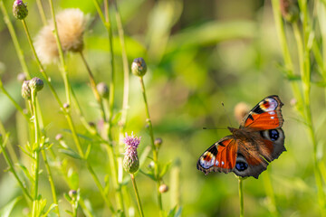 A beautiful peacock eye butterfly flies over the meadow.