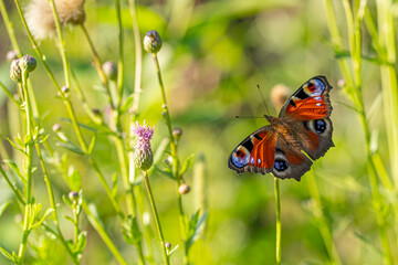 A beautiful peacock eye butterfly flies over the meadow.