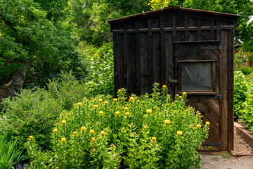 Wild flowers and a weathered old shed