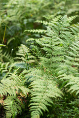 Fototapeta na wymiar fern growing in the forest